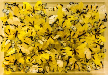 Hertfordshire, İngiltere, Eylül 2018, benzer sarı kelebeklerden yapılmış natürmort