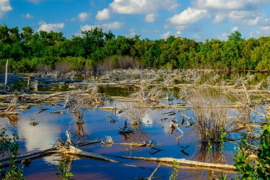 Little Cayman Adası'nda yüzen ölü ağaçlar ile bataklık örtüsü