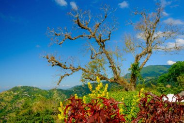 Blue Mountains, Jamaika'da ölü bir ağacın görünümü