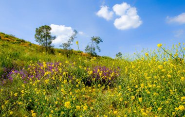 İlkbahar, Kaliforniya 'da Lake Elsinore City yakınlarındaki bir tepede bir çayırda tam Bloom vahşi çiçekler