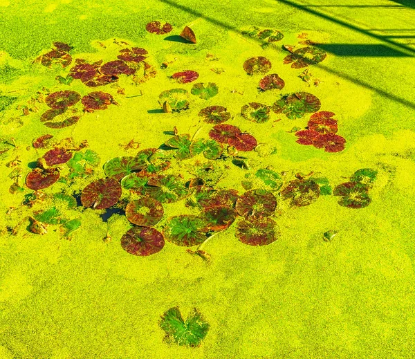 Lily Pads and Duckweed in a water retention pond by The Thames Path on a sunny day, London U.K