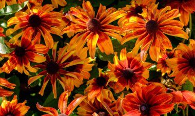 Tam çiçek turuncu Helenium çiçek kafaları bir demet yakın