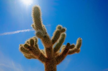 Joshua Tree Ulusal Parkı, Kaliforniya'daki tek bir Cholla Cactus bahçesinin kapatılması
