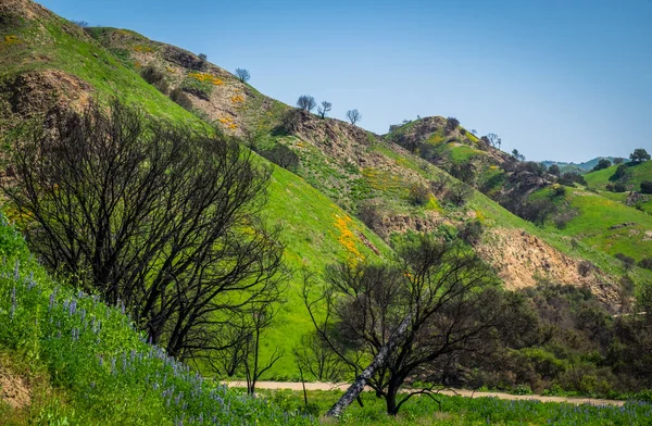 Árvores Queimadas Malibu Creek State Park Após Incêndio Woolsey 2018 — Fotografia de Stock