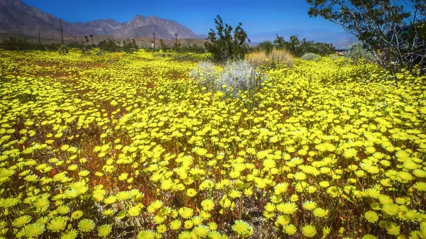 Desert Dandelions Plena Floração Prado Primavera Anza Borrego Desert State — Fotografia de Stock