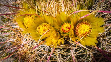 California 'daki Anza-Borrego Çölleri Parkı' nda baharda çiçek açan Varil Kaktüsü çiçeklerini kapatın.