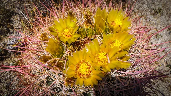 Nahaufnahme Von Frühling Blühenden Barrel Cactus Blumen Anza Borrego Desert — Stockfoto