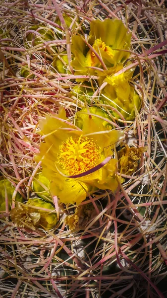 Tavasszal Virágzó Hordó Kaktusz Virágok Kaliforniai Anza Borrego Sivatagi Parkban — Stock Fotó