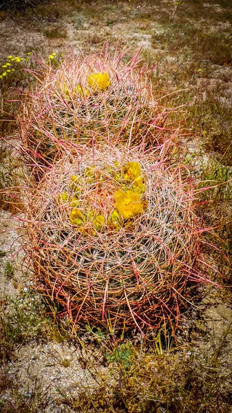 Két Hordós Kaktusz Virágzik Tavasszal Anza Borrego Sivatagi Állami Parkban — Stock Fotó