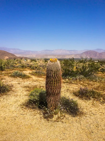 Cactus Barril Alto Flor Primavera Parque Estatal Del Desierto Anza — Foto de Stock