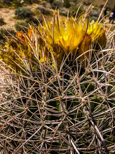 Close up of Barrel Cactus flowers in bloom at springtime in the Anza-Borrego Desert State Park, California