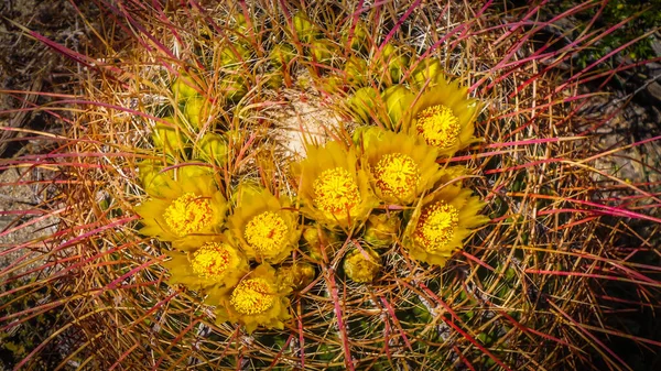 Nahaufnahme Von Frühling Blühenden Barrel Cactus Blumen Anza Borrego Desert — Stockfoto