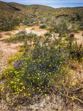 İlkbaharda Anza-Borrego Çölü Eyalet Parkı 'nın manzarası 