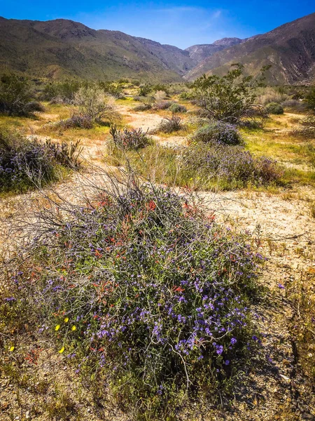 Paisaje Del Parque Estatal Del Desierto Anza Borrego Primavera — Foto de Stock
