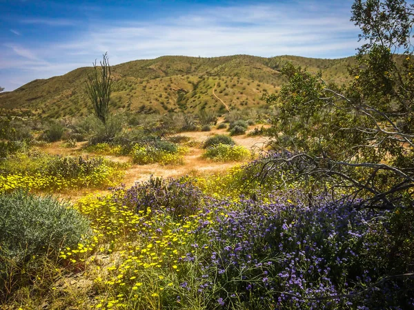 Paisaje Del Parque Estatal Del Desierto Anza Borrego Primavera — Foto de Stock