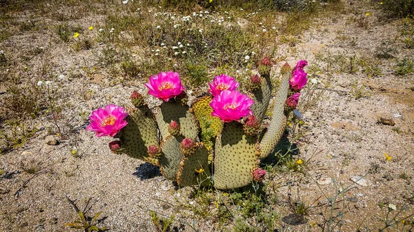 Nahaufnahme Von Einem Einzigen Beavertail Kaktus Der Frühling Anza Borrego — Stockfoto