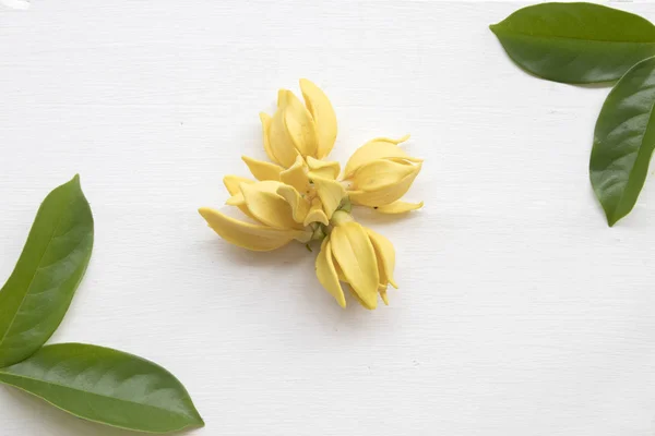Ylang Ylang Fleur Jaune Arrangement Asie Sur Fond Blanc Bois — Photo