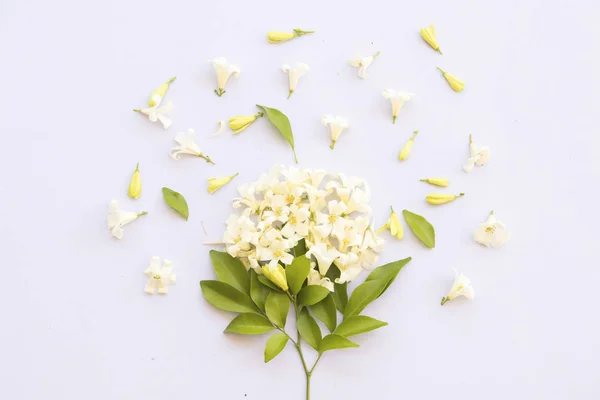 Arrangement Fleurs Blanches Sur Fond Blanc — Photo