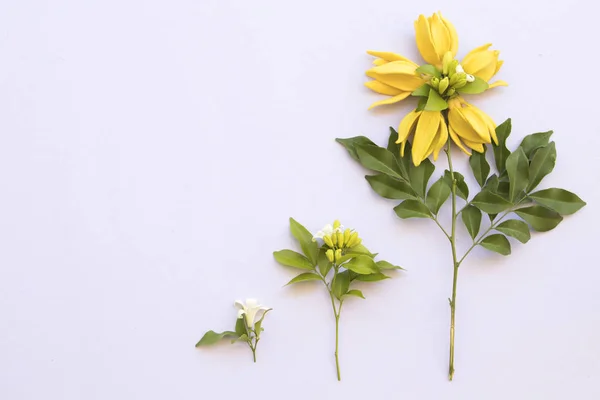 Ylang Ylang Fleur Jaune Arrangement Asie Sur Fond Blanc — Photo