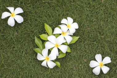 Beyaz frangipani çiçek aranjman arka plan renkli'nın bahçesinde