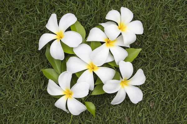 Beyaz frangipani çiçek aranjman arka plan renkli'nın bahçesinde