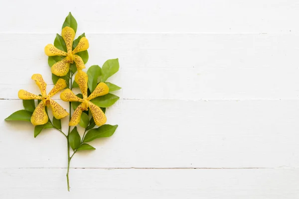 Bambusblatt Und Gelbe Orchidee Blumenarrangements Auf Weißem Hintergrund — Stockfoto