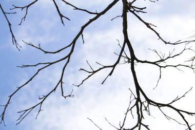 arka plan doğa şube parlak mavi gökyüzü ve bulut