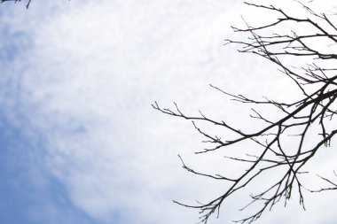 arka plan doğa şube parlak mavi gökyüzü ve bulut