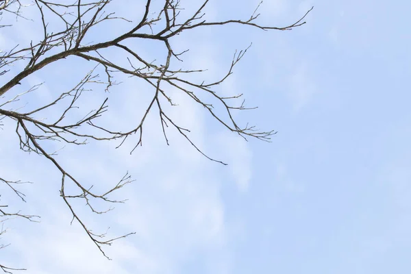 Fundo Ramo Natureza Com Céu Azul Brilhante Nuvem — Fotografia de Stock