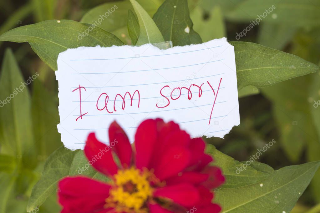 i am sorry message card handwriting with colorful flower 