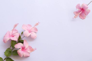 arka plan beyaz makas düzenleme ile Asya'nın pembe hibiscus çiçek