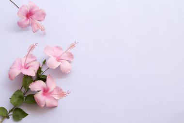 arka plan beyaz makas düzenleme ile Asya'nın pembe hibiscus çiçek