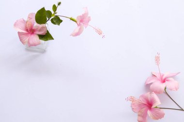 arka plan beyaz makas düzenleme ile Asya'nın pembe hibiscus çiçek
