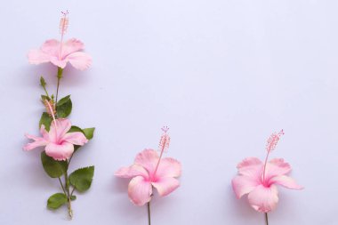 arka plan beyaz makas düzenleme ile Asya'nın pembe hibiscus çiçek