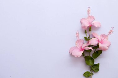 arka plan beyaz makas düzenleme ile Asya'nın pembe hibiscus çiçek