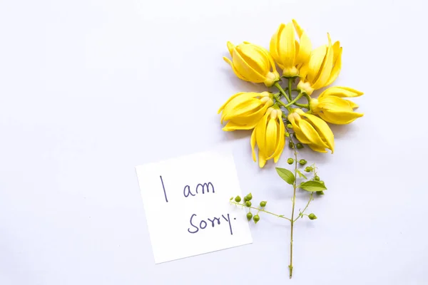 i am sorry message card handwriting with ylang ylang yellow flowers arrangement  on background white