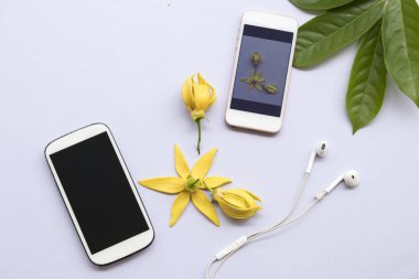 ylang ylang beyaz zemin üzerine sarı ile iki cep telefonu