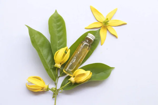 essential oils fragrance of the flower ylang ylang aroma herbal on background white