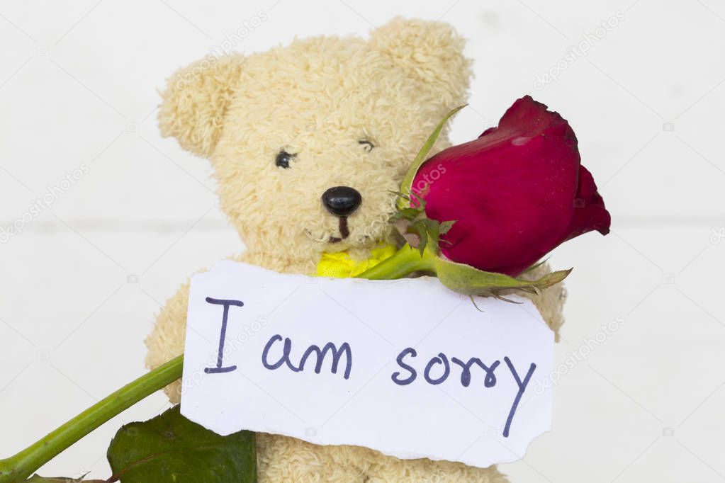 i am sorry message card with teddy bear and red rose flowers on background white