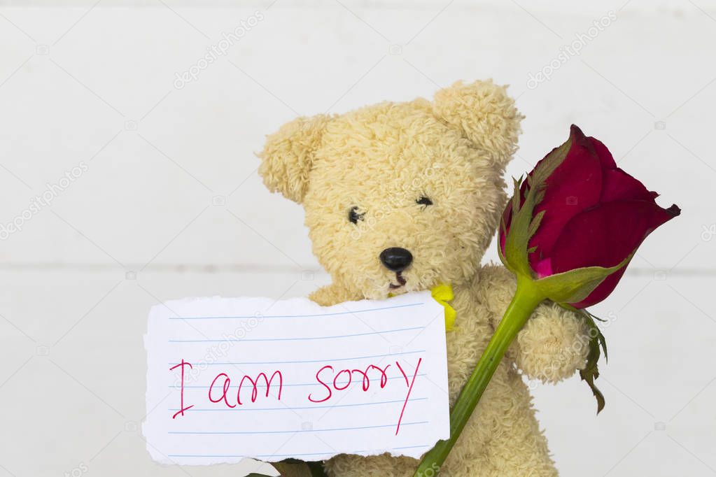 i am sorry message card with teddy bear and red rose flowers on background white