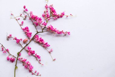 pwgchmpo pembe flora yerel Asya Tayland aranjman beyaz arka plan üzerinde