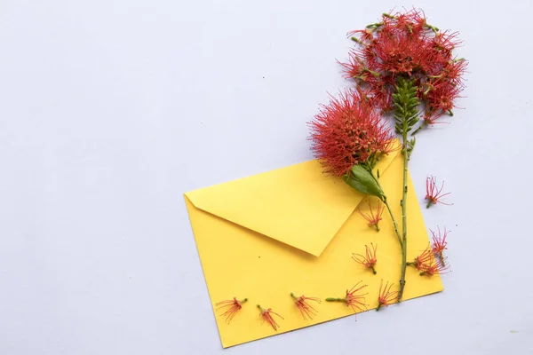 Τοπική Λουλούδι Κόκκινο Χλωρίδα Της Ασίας Κίτρινο Φάκελο Ρύθμιση Λευκό — Φωτογραφία Αρχείου