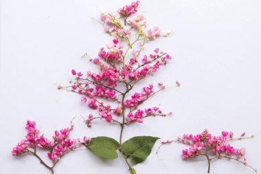 pwgchmpo pembe flora yerel Asya Tayland aranjman beyaz arka plan üzerinde