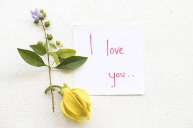 Seni seviyorum mesaj beyaz arka plan üzerinde ylang ylang sarı çiçekli kart el yazısı