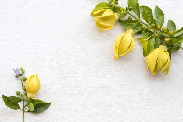 Ylang Ylang Fleur Jaune Arrangement Asie Sur Fond Blanc — Photo