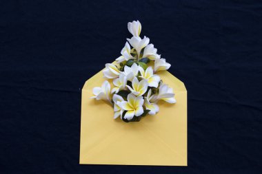 Frangipani çiçek yerel arka plan siyah zarf içinde Asya düzenlemenin