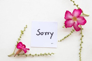 Özür dilerim mesaj kart el yazısı ile pembe çiçek dekorasyon düz beyaz arka plan üzerinde yatıyordu stili 