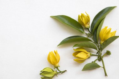sarı çiçek ylang ylang yerel flora Asya dekorasyon düz beyaz arka plan üzerinde yatıyordu stili 
