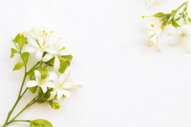 Beyaz çiçekler yasemin yerel Asya florası arka planda beyaz kart düzenleme biçimi 