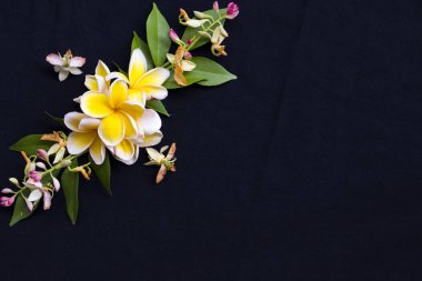 sarı çiçekler frangipani asya düzenleme yerel flora düz arka plan siyah kartpostal tarzı yatıyordu